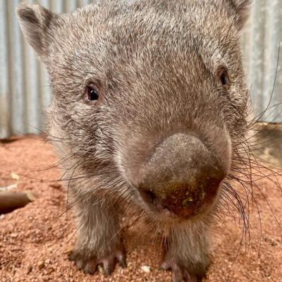 Caversham Wildlife Park image
